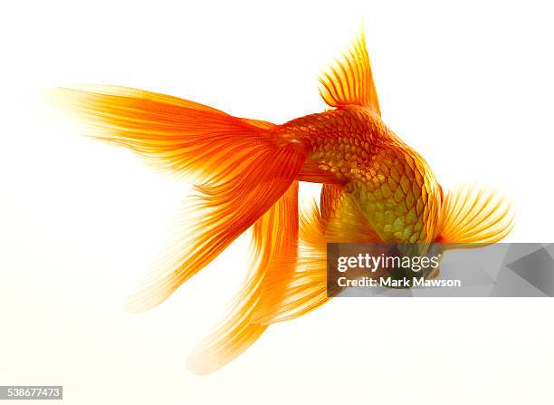 goldfish - guldfisk bildbanksfoton och bilder