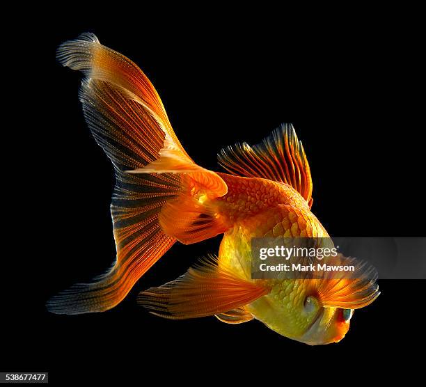 goldfish - goldfisch stock-fotos und bilder