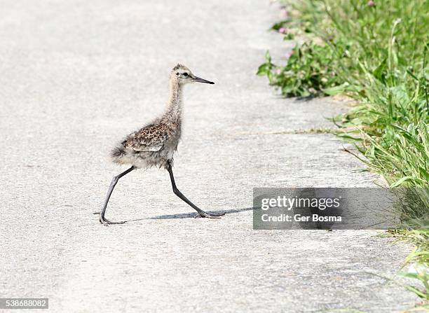 juvenile black tailed godwit (limosa limosa) - young bird stock pictures, royalty-free photos & images