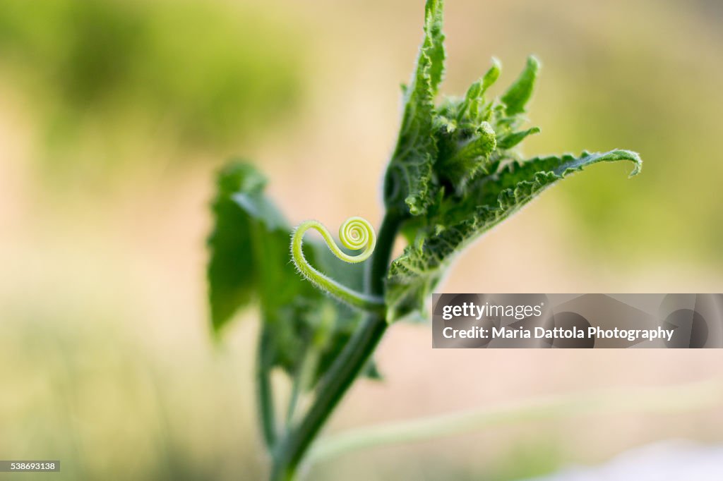 Cucumber leafs and spiral (cucurbitaceae)