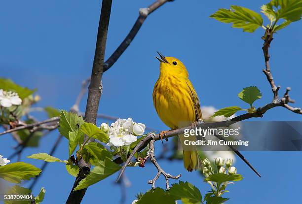 yellow warbler singing - chipe amarillo fotografías e imágenes de stock