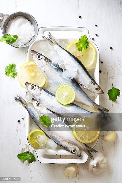 chilled fresh uncooked sardines with herbs and lemon slice on white background. - raw fish fotografías e imágenes de stock