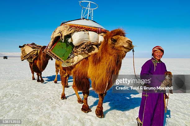 mongolia, transhumance with bactriane camel - itinerant stock-fotos und bilder