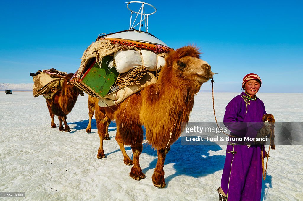 Mongolia, Transhumance with bactriane camel