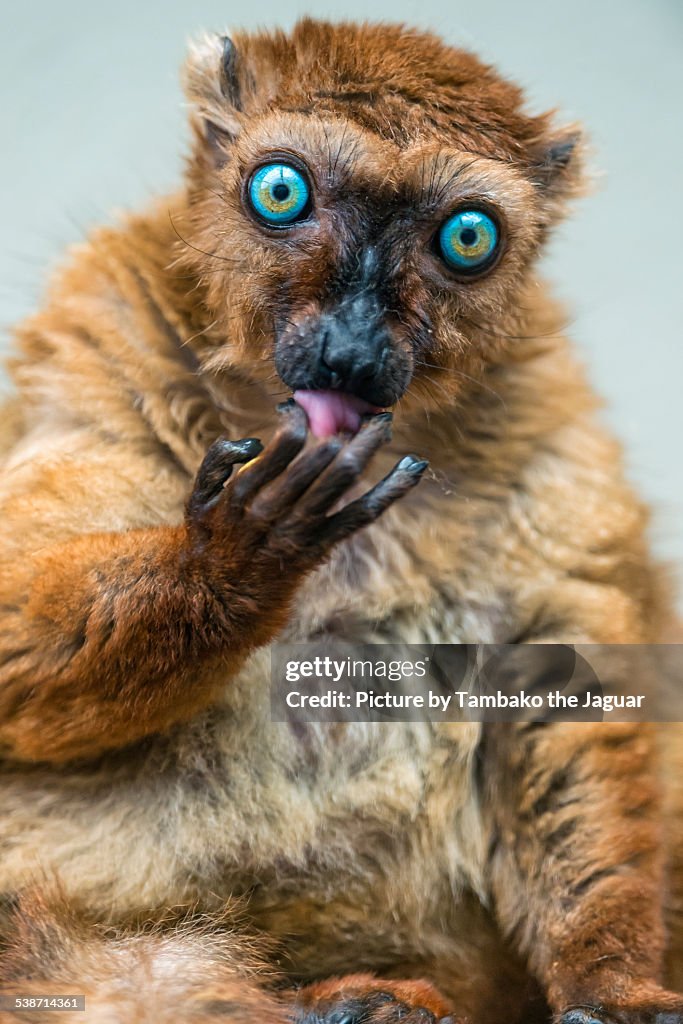 Sclater's lemur licking fingers