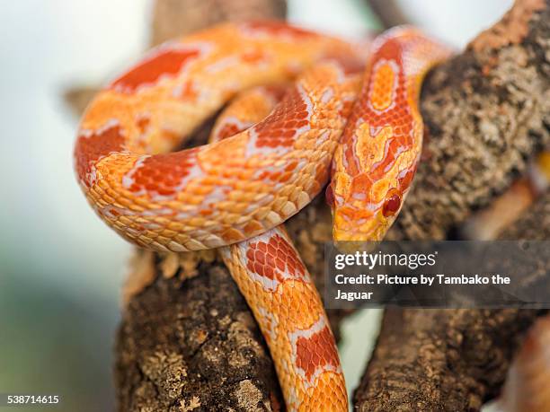 albino corn snake on branch - corn snake stockfoto's en -beelden