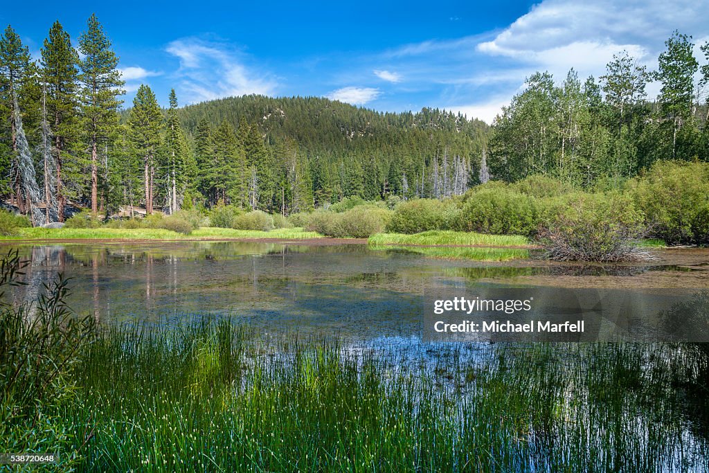 Tahoe Meadow