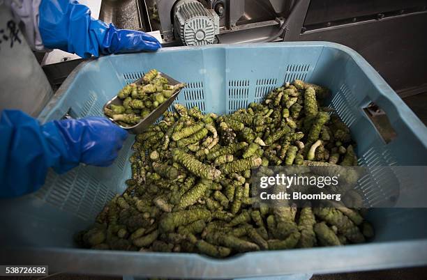 Worker scoops up the rhizomes of wasabi plants on the production line of the Marui Co. Factory in Azumino, Nagano Prefecture, Japan, on Tuesday, May...