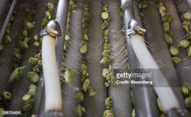 Chopped up rhizomes of wasabi plants are washed on the production line of the Marui Co. Factory in Azumino, Nagano Prefecture, Japan, on Tuesday, May...