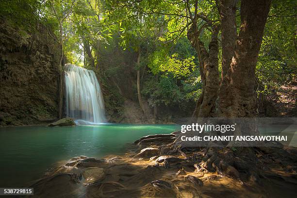 a secret life in a deep forest - chankit angsawothai stockfoto's en -beelden