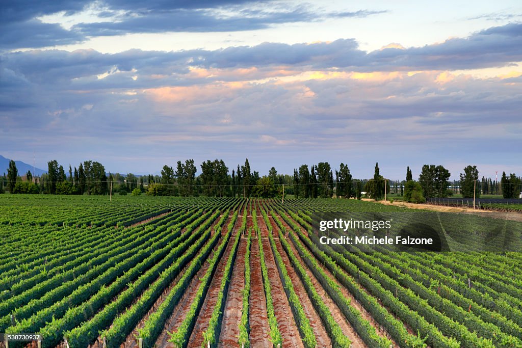 Argentina, Mendoza, Malbec Grape Wineries