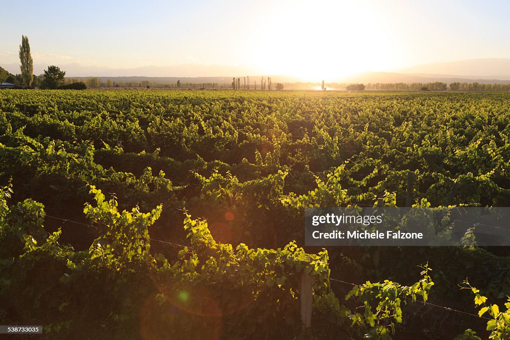 Argentina, Mendoza, Wineries