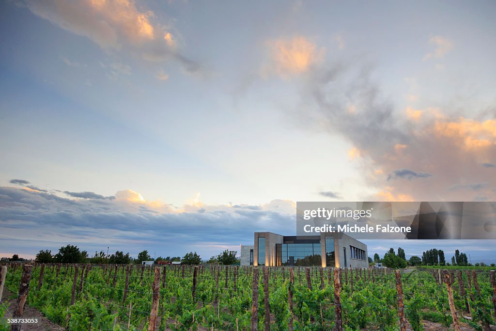 Argentina, Mendoza, Malbec Grape Wineries