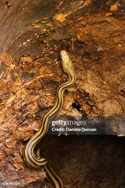 yellow rat snake - chicken snake - fotografias e filmes do acervo