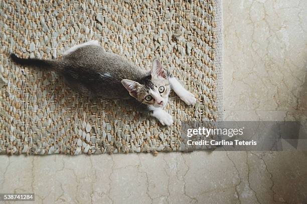 grey and white singapura kitten looking up from the floor - cingapura stock pictures, royalty-free photos & images