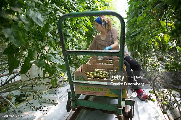 Farm worker picks tomatoes during harvesting in a greenhouse at the Yuzhny Agricultural Complex, operated by AFK Sistema, in Ust-Dzheguta, Russia, on...