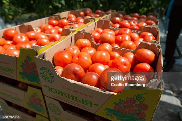 Boxes of freshly harvested tomatoes sit in a greenhouse during picking in a greenhouse at the Yuzhny Agricultural Complex, operated by AFK Sistema,...