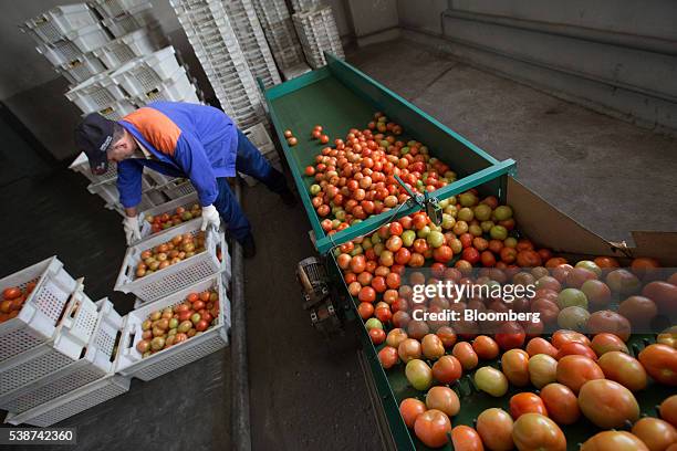 Worker loads crates of tomatoes onto a sorting machine at the Yuzhny Agricultural Complex, operated by AFK Sistema, in Ust-Dzheguta, Russia, on...