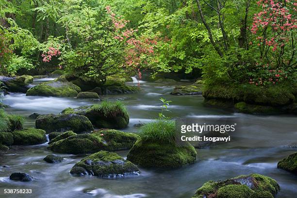 stream, verdure and flowers - isogawyi stock pictures, royalty-free photos & images
