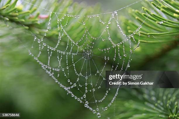 spiders web with dew droplets - spider web transparent stock pictures, royalty-free photos & images