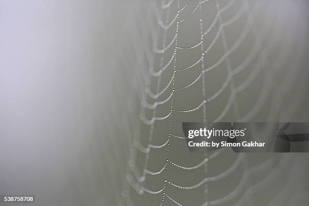 spiders web with dew droplets - spider web transparent stock pictures, royalty-free photos & images