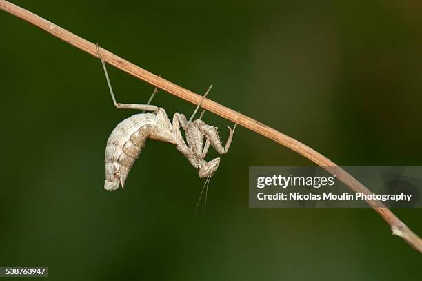 ameles spallanziana - african praying mantis stock pictures, royalty-free photos & images