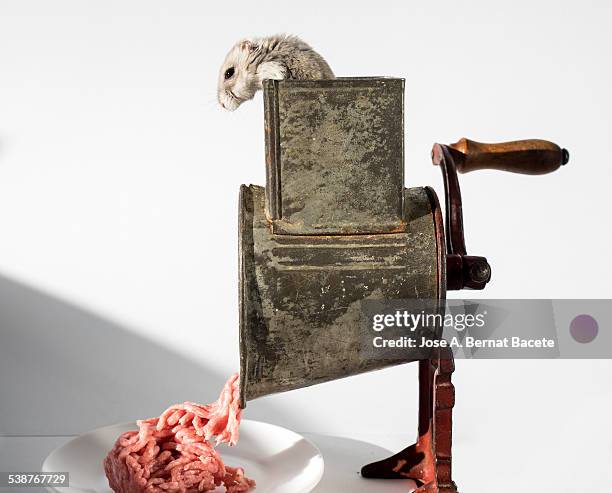 hamster caught in a crushing machine of meat - trituradora de carne fotografías e imágenes de stock