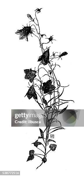 antique illustration of harebell - harebell flowers stock illustrations