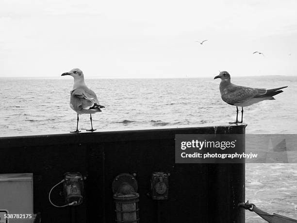 Sea Gulls Along For The Ride High-Res Stock Photo