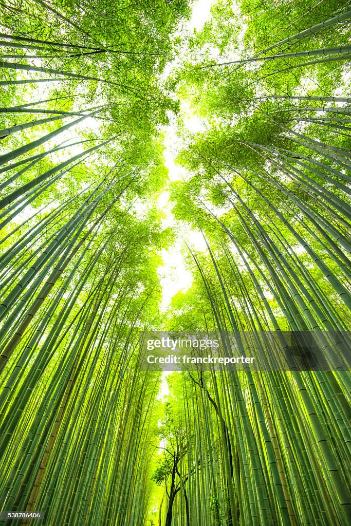 Bamboo forest in kyoto japan