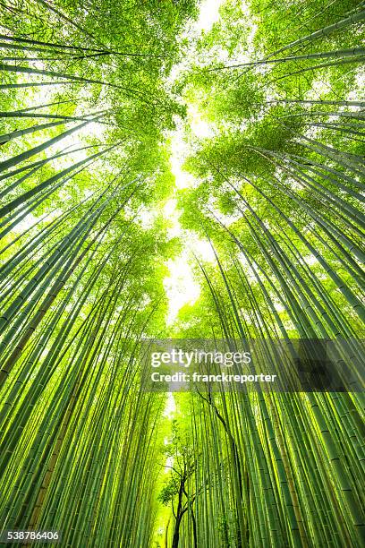 bamboo forest in kyoto japan - arashiyama stock pictures, royalty-free photos & images