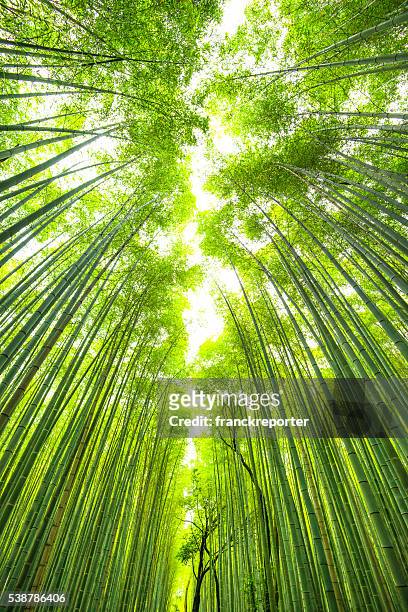 floresta de bambu no japão de quioto - arashiyama imagens e fotografias de stock