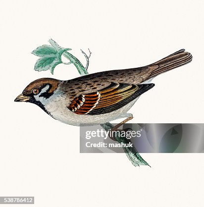 Tree Sparrow bird Tree Sparrow bird