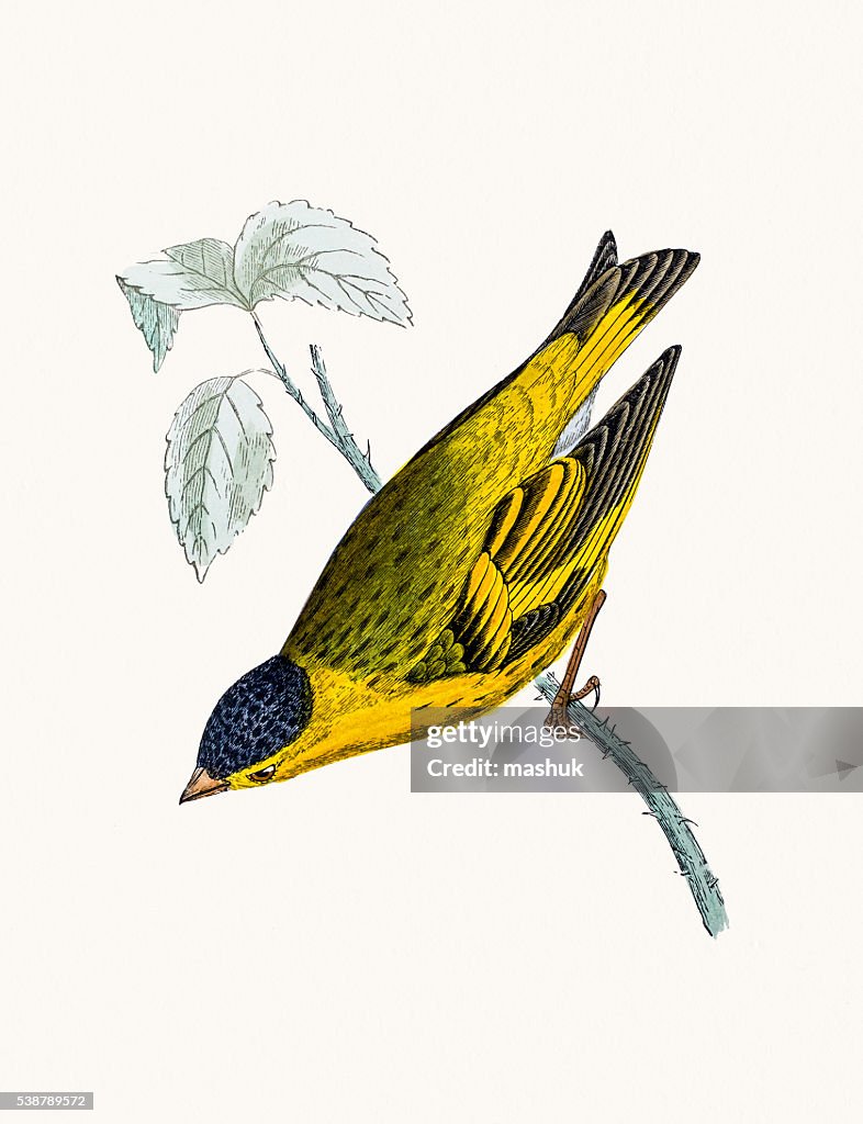 Siskin bird
