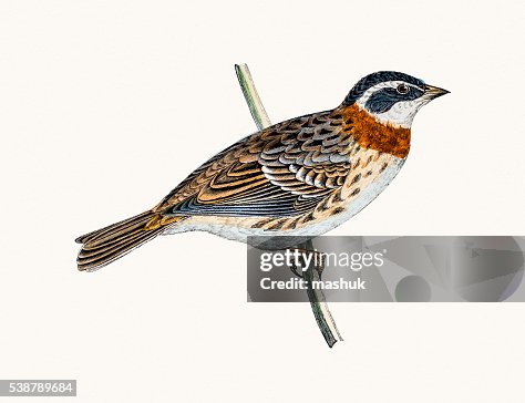 Rustic Bunting bird Rustic Bunting bird