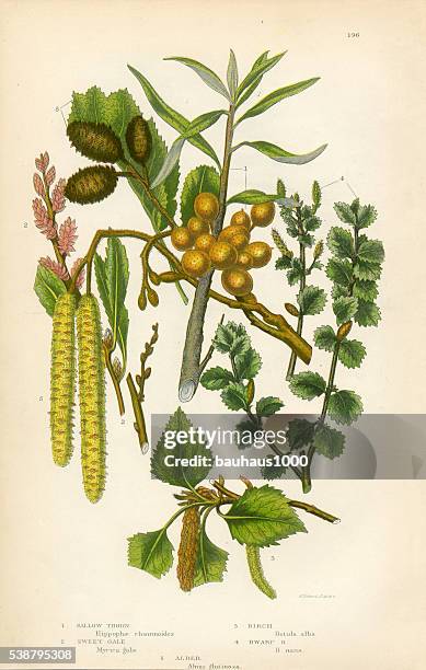 alder, sallow, sweet gale, birch tree, victorian botanical illustration - birch pattern stock illustrations