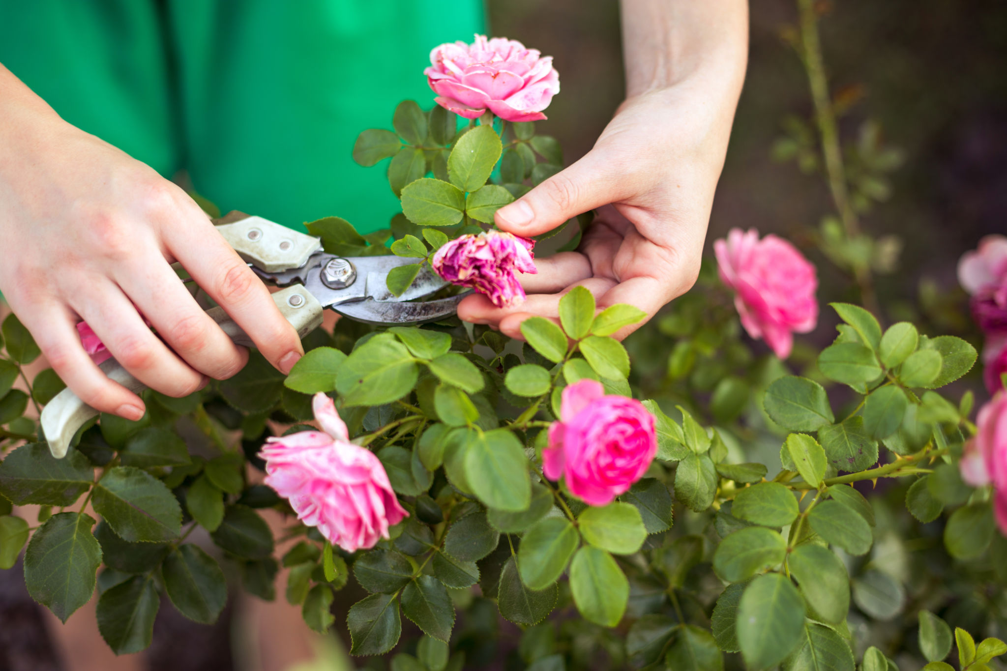 flower maintenance
