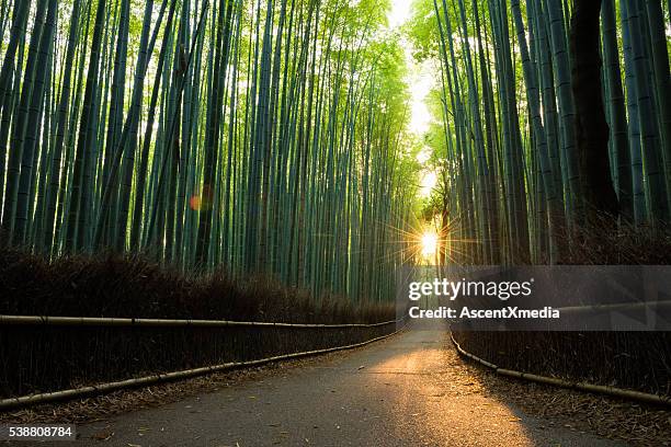 unberührte bambus-wald am sonnenaufgang - satoyama scenery stock-fotos und bilder