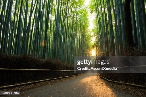 Pristine bamboo forest at sunrise Pristine bamboo forest at sunrise