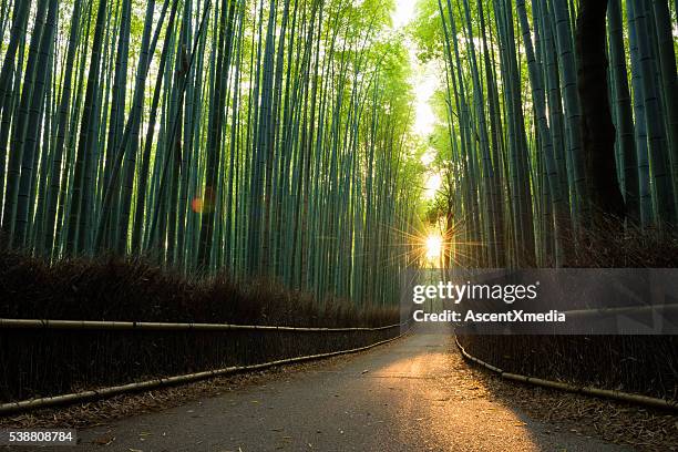 pristine bamboo forest at sunrise - bambusnår bildbanksfoton och bilder