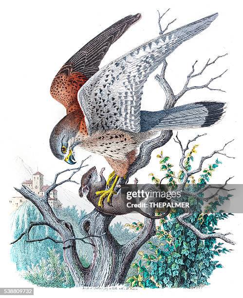 stockillustraties, clipart, cartoons en iconen met kestrel falcon engraving 1853 - falconry