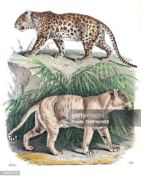 panter and lion-tiger engraving 1853 - leopardo stock illustrations