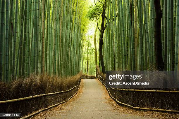 unberührte bambuswald - bambushain stock-fotos und bilder