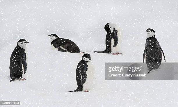 five chinstrap penguins resting on the snow - chinstrap penguin fotografías e imágenes de stock