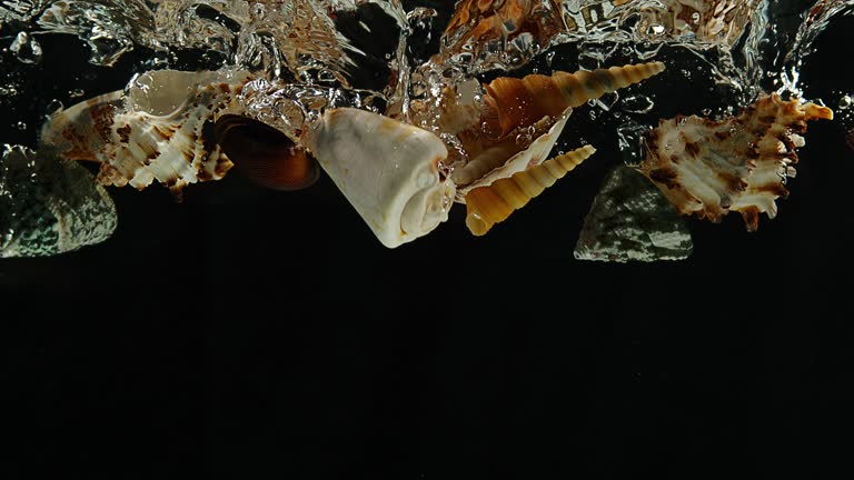 Sea Shell Falling 590 Seashell Background Stock Videos, Footage, & 4K Video Clips - Getty ...