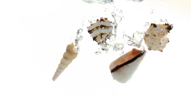 Sea Shell Falling Sea Shell On White Background Videos and HD Footage - Getty Images
