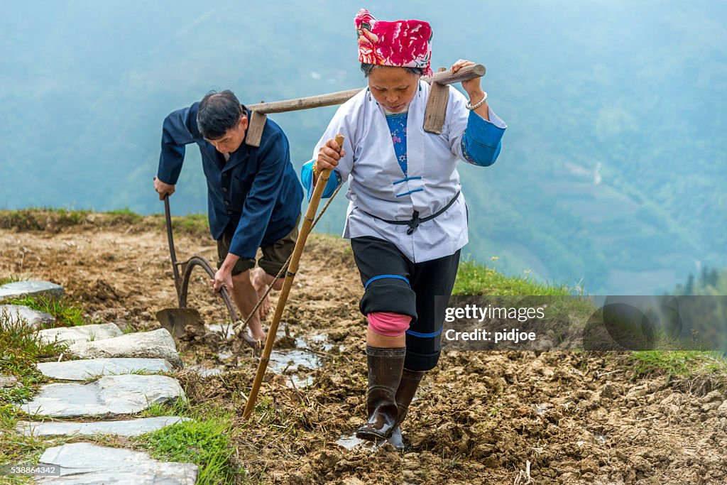 Rice farmers ploughing by hand