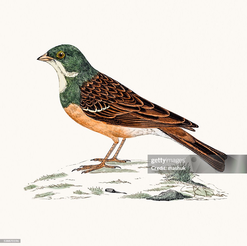 Ortolan bunting bird