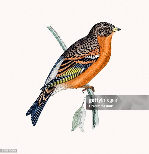 mountain finch bird - bird illustration stock illustrations