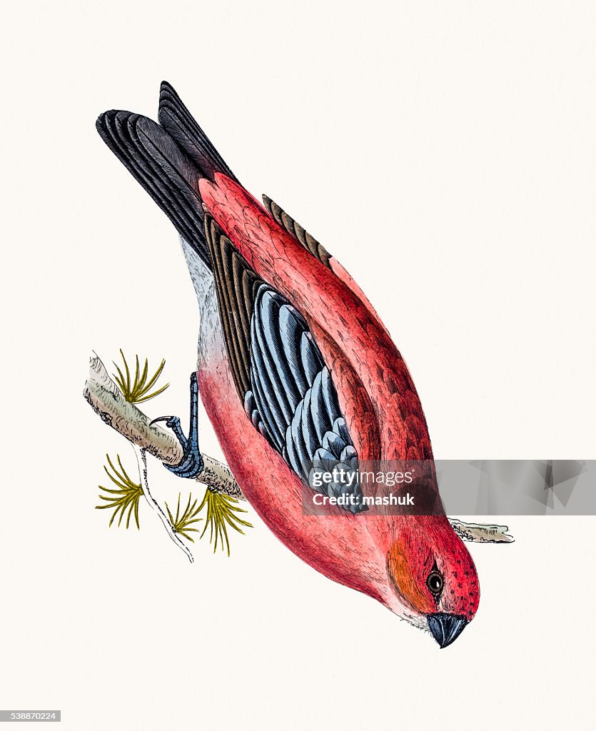 Pine Crossbeak bird